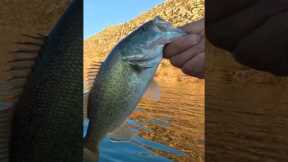 Lake Perris Bass Fishing: 7th Bass of the day! #lakeperrisfishing #winterbass #zmanfishingproducts