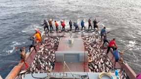 Full video of catching 10 tons of skipjack tuna in 15 minutes 🙀🎣