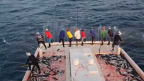 Tuna Fishing in Deep Sea _ Big catch on the sea #fishing #tuna