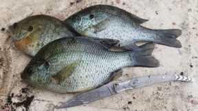 3 Day Fishing Trip & Panfish Catch & Cook - Exploring new rivers and lakes