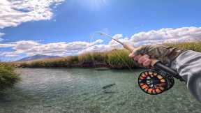 Fly Fishing Small Spring Creek For Large Brown Trout