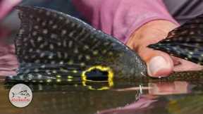 Fly Fishing the Amazon with the Kayapó & Untamed Angling - Peacock Bass, Wolf Fish & Matrinchã