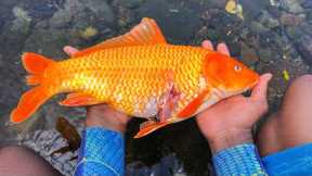 Is This Fish Edible? Giant Goldfish Catch, Clean And Cook Recipe