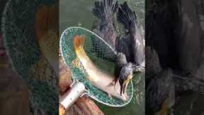 Fish fishing | Catching Fish | Hunting Fish From Hole Using Hook #00180