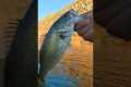 Lake Perris Bass Fishing: 7th Bass of 