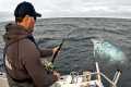 Fishing for GIANT Bluefin Tuna -