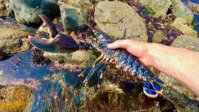 Big Lobster on Extreme Low Tide - Catch &  Cook