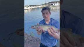 #bassfishing #fishing #fish #catfishing #catfish #lakefishing #fun #virelshorts #viralshort