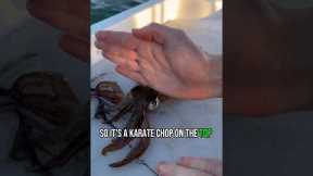 How to humanely kill a squid for food/bait.