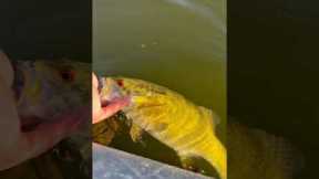 Fishing the WORST lake in Michigan called Belleville Lake. #fishing #fisherman #funny #rage #bass