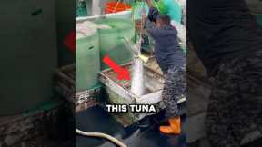 Why Bluefin Tuna Is Worth $1 Million 🤯