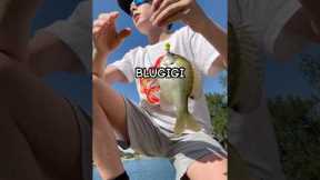 BLUGIGI! BASISI! #bassfishing #fishing #lake #blugigi #outdoor #basisi #bass #bluegill