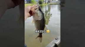 BASSIS🔥🔥🔥🔥#fishing #trending