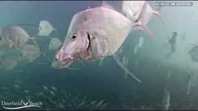 Underwater Fish Cam - August 2020 Recap