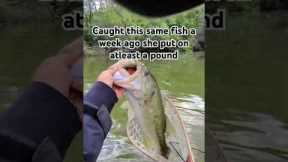 Stacking numbers on Big Bass #fishing #lake #carp #bassfishing #sunfish #perch #footballjig #pike