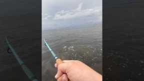 Uhhhh…. #shorts #fishing