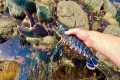 Big Lobster on Extreme Low Tide -