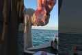 TUNA SASHIMI CATCH AND COOK