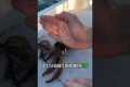 How to humanely kill a squid for