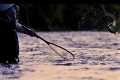 Arkansas River Fly Fishing Report May 