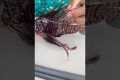 Lionfish Catch, Clean, & Cook!!