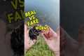 Real Worms VS Fake Worms! #shorts