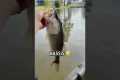 BASSIS🔥🔥🔥🔥#fishing #trending