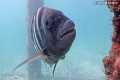 Underwater Fish Cam - September 2020