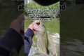 Stacking numbers on Big Bass #fishing 