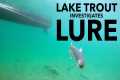 Lake Trout Investigates Lure #shorts
