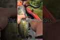 Grassy Bass Anyone? #kayak