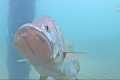 Underwater Fish Cam - July 2021 Recap
