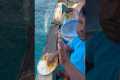 deepsea cooking in fresh fish in