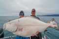 GIANT Alaskan Halibut... Catch Clean