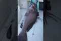Massive Warsaw Grouper