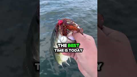 #fishing #shortsviral #fishingshorts