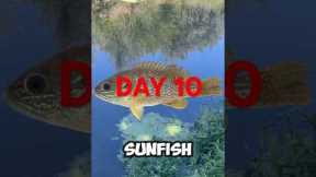 Catching Every Fish In California~Day 10 #fishing #bassfishing #fish #shorts