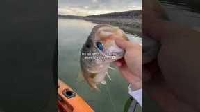 I think you know what to DO!👀 #fishing #shorts