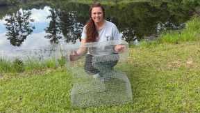 DIY How To Make a Z-TRAP!! Catches 100's Of Bream For BEST Giant Catfish BAIT!!