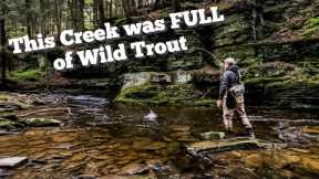 DISCOVERED an OVERLOOKED CREEK FULL of WILD TROUT - Fly Fishing Central NY