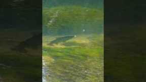 How to Troubleshoot Your Fly Fishing Mistakes
