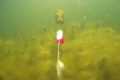 Underwater footage of a Pike chasing