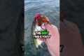 #fishing #shortsviral #fishingshorts