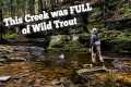 DISCOVERED an OVERLOOKED CREEK FULL