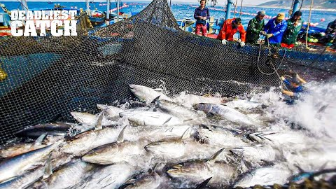 Why Harvesting 5 Tons of Bluefin Tuna in 72 Hours Can Pay $2 Million | Fishing Documentary