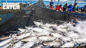 Why Harvesting 5 Tons of Bluefin Tuna in 72 Hours Can Pay $2 Million | Fishing Documentary