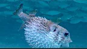 The Underwater Camera Returns! You Won't Believe What We Caught!  June 2025 Fish Recap