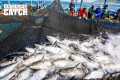 Why Harvesting 5 Tons of Bluefin Tuna 