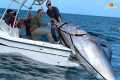 Catches a MASSIVE Bluefin Tuna in