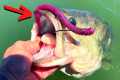 BIG Plastic WORMS Catch Big Summer